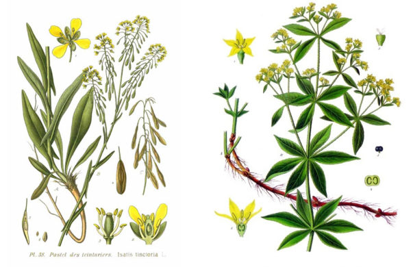 Isatis tinctoria - Rubia tinctorum