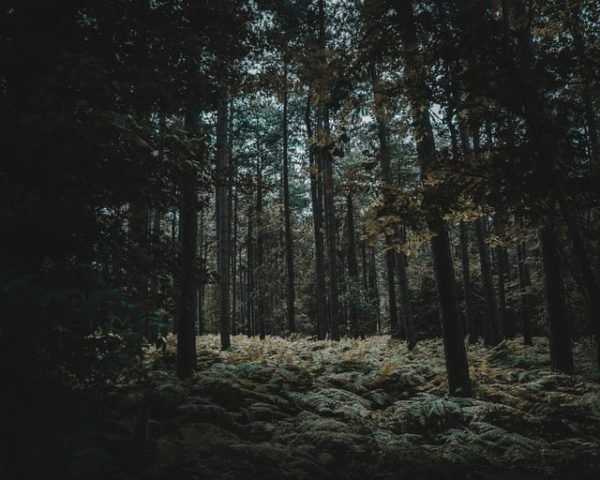 Unsplash