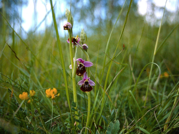 OPHRYS FUCIFLORA