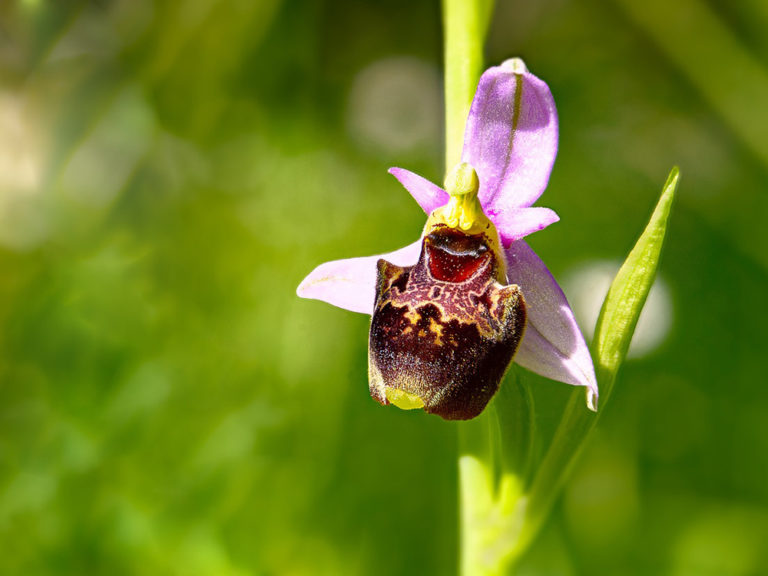 La fleur serait-elle une grande farceuse ?