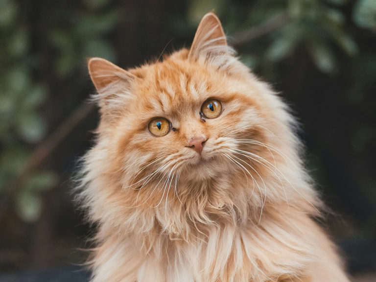 Le chat, un explorateur de l'âme humaine